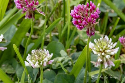 "What's Blooming Now" : Alsike Clover (Trifolium hybridum)