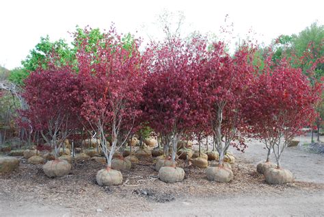 Ornamental Trees | Planters' Choice