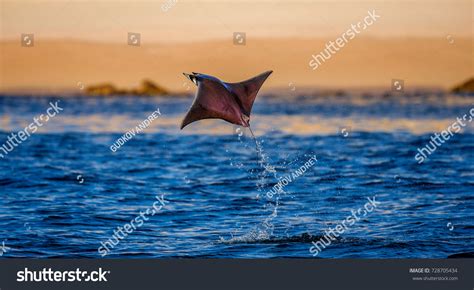 Mobula Ray Jumping Background Beach Cabo Stock Photo 728705434 ...