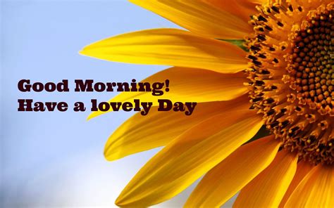 Good Morning! | Sunflowers background, Sunflower wallpaper, Sunflower pictures