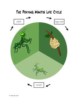 Praying Mantis Life Cycles Language Arts & Science Unit by Finding Montessori