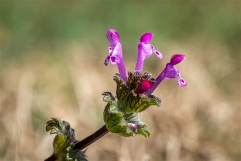 All About Henbit - Minneopa Orchards