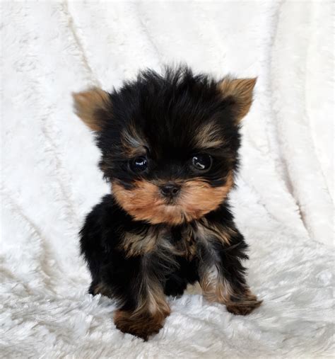 Micro Teacup Yorkie Yorkshire Terrier Puppy for sale - iHeartTeacups