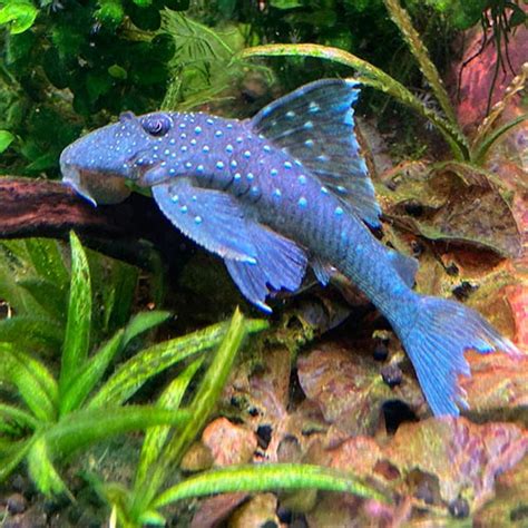 Blue Phantom Pleco L128 - Wattley Discus