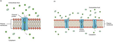 Diffusion And Cell Membrane