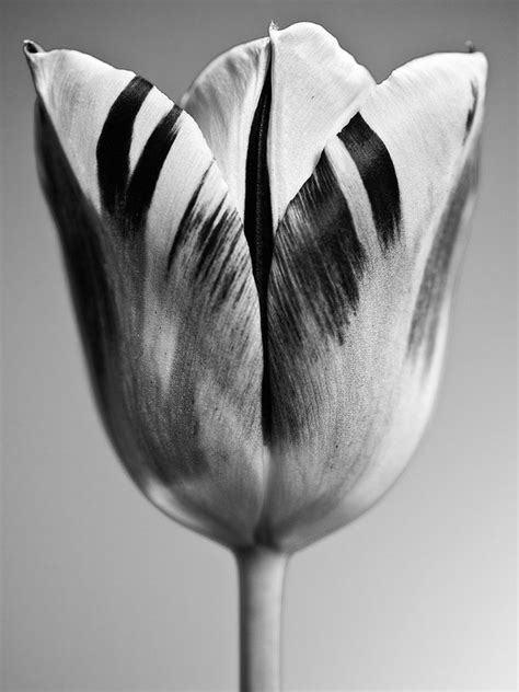 Karl Blossfeldt - Torquay Academy GCSE Photography Website