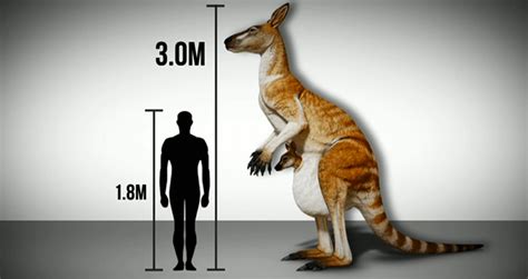 Prehistoric Species Of Giant Kangaroo Identified In Papua New Guinea