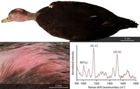 Extinct pink-headed duck derived its unique color from carotenoids