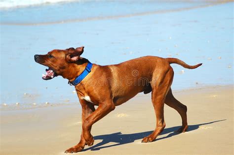 Barking Dog Stock Images - Image: 2695174