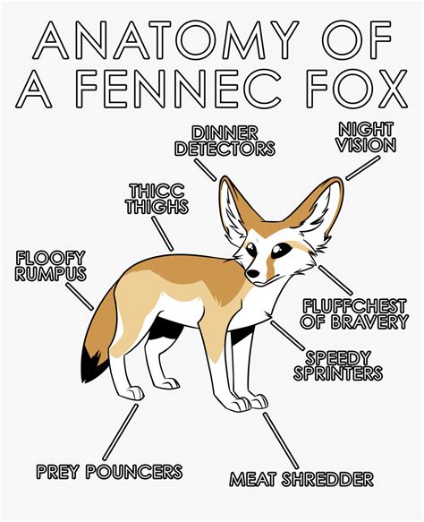 Anatomy Of A Fennec Fox , Png Download - Swift Fox, Transparent Png - kindpng