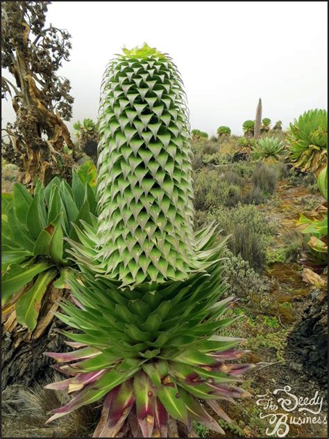 Lobelia Deckenii mt. Kenya Giant Lobelia 25 Seeds for - Etsy