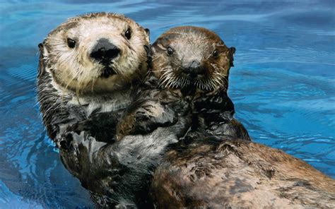 Adult Sea Otters Are Adopting Orphaned Babies at the Monterey Bay Aquarium