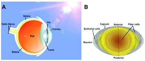 The lens: function and structure. (A) Light enters the eye through the ...