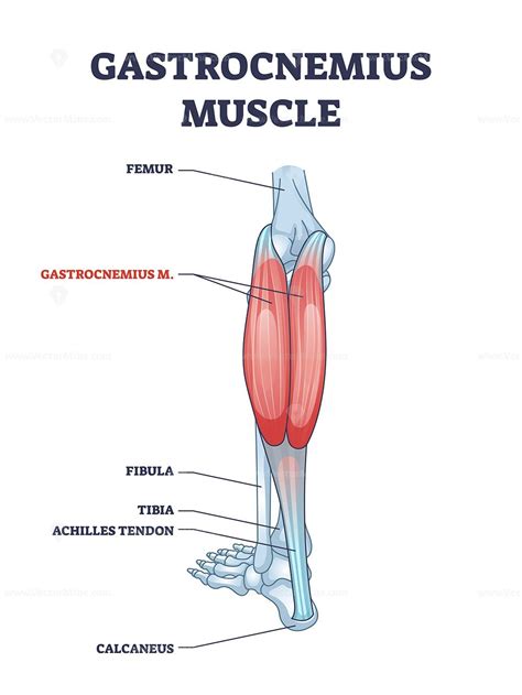 Gastrocnemius muscle with leg and ankle anatomical structure outline diagram. Labeled ...