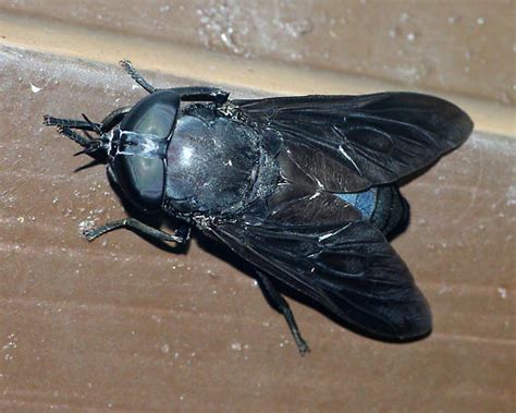 Huge fly - Tabanus atratus - BugGuide.Net