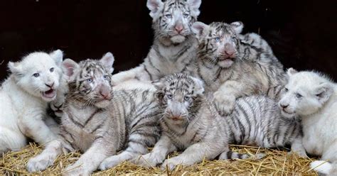 Tiger and lion cubs at Serengeti-Park zoo - Daily Record