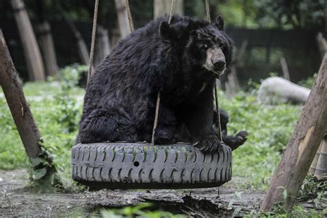 How 101 Moon Bears Were Saved and Moved to a New Home