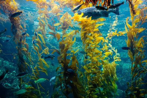 Blue Planet III: Will Kelp Forests Make the Cut? | Marine Biodiversity ...