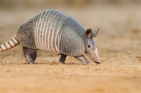 Animals & Friends: ARMADILLO