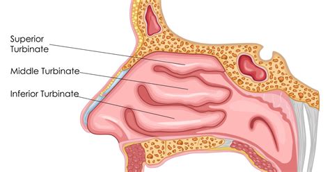 Nasal Turbinates Anatomy