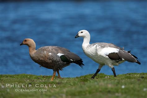 Upland goose, Chloephaga picta, Carcass Island, Falkland Islands, United Kingdom