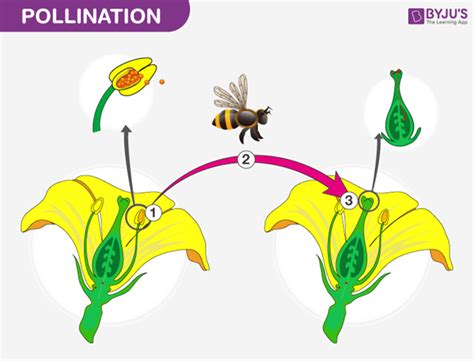 Pollination, Fertilization and Embryo | Class Twelve Biology