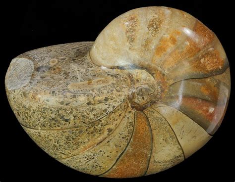 4.1" Polished Nautilus Fossil - Madagascar (#67905) For Sale - FossilEra.com