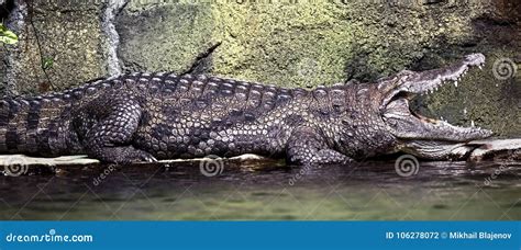 West African crocodile 1 stock photo. Image of creature - 106278072