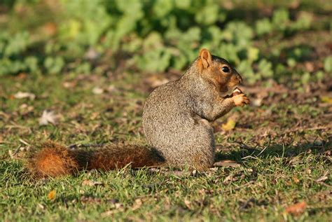 Squirrels: Nature's Chainsaws Attacking Your Home