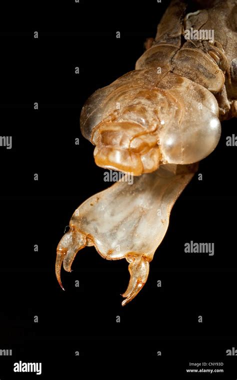 emperor dragonfly (Anax imperator), portrait of a larva with the Stock Photo: 47928369 - Alamy