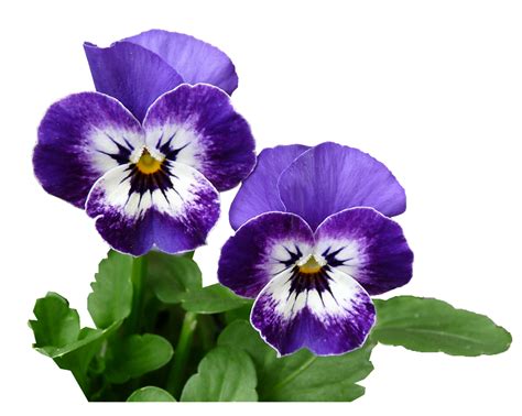 Pansy, Purple, Plant, Garden Free Pictures, Free Photos, Free Images ...