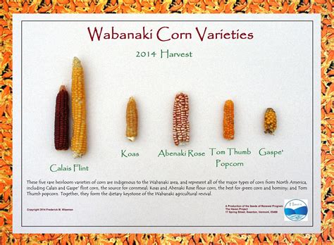 Wabanaki Corn Varieties: 2014 Harvest – Abenaki Arts & Education Center