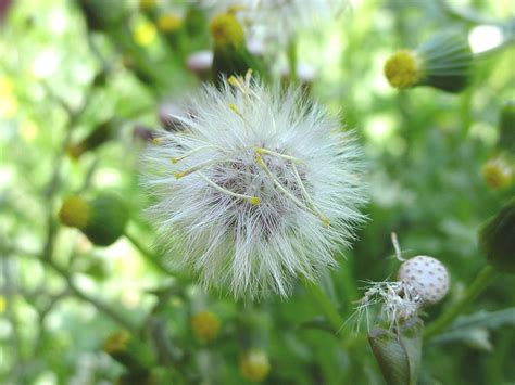 Senecio vulgaris (common ragwort): Go Botany