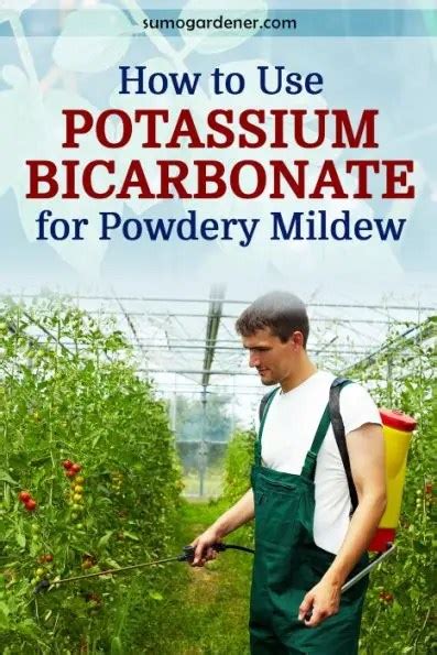 How to Use Potassium Bicarbonate for Powdery Mildew