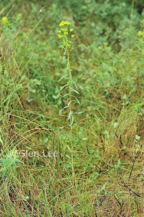 Euphorbia esula photos Saskatchewan Wildflowers