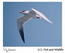 Caspian Tern - Hydroprogne caspia | Wildlife Journal Junior