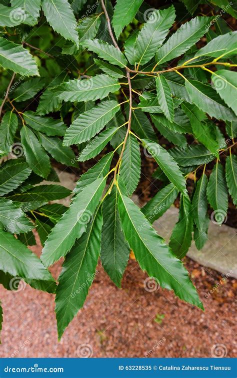 Chestnut Tree Leaves Details Stock Image - Image of castanea, color ...