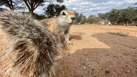 Gallery: Private Guided Kgalagadi Transfrontier National Park Safari ...