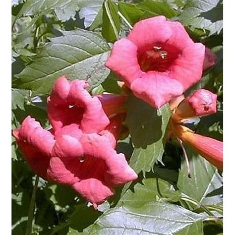 Flamenco Trumpet Vine - Campsis - 2.5" Pot - Walmart.com - Walmart.com