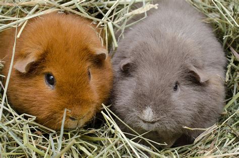 Teddy Guinea Pigs | Teddy For Sale | Guinea Pig Breeds