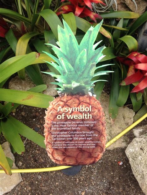 The pineapple - a symbol of wealth and welcome | Pineapple, Love and ...