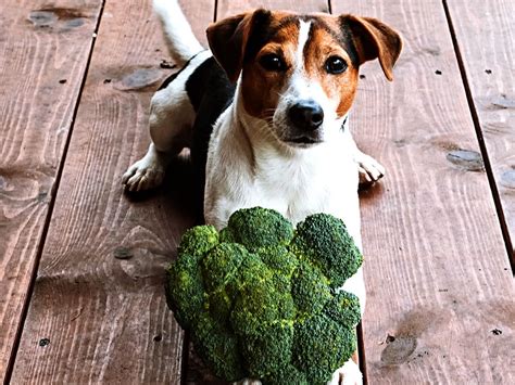 Is Broccoli Safe for Dogs? A Guide to Canine Diet | Spot®