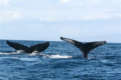 Humpback Whale Breeding