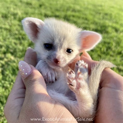 Fennec Fox For Sale