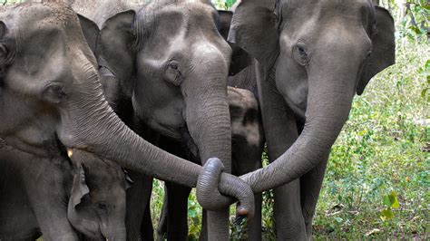 Elephants in Mourning Spotted on YouTube by Scientists - The New York Times