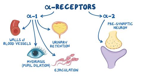 Adrenergic antagonists: Alpha blockers: Video | Osmosis