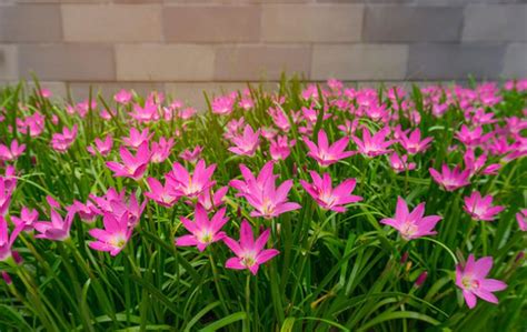 The Rain Lily Plant - Guzman's Garden Centers