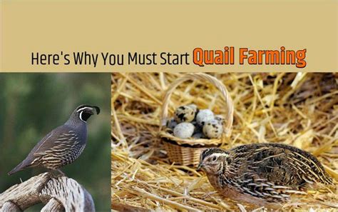 A Complete Business Guide for Quail Farming