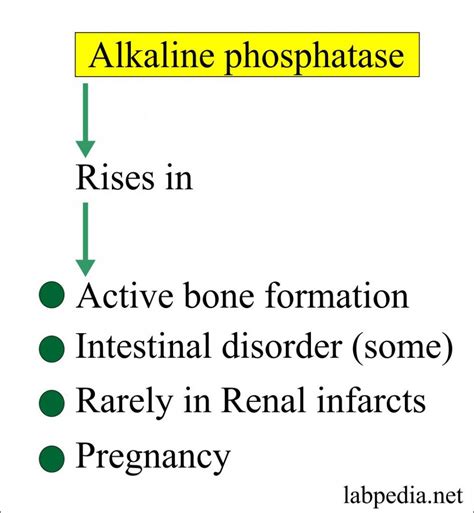 What Causes High Alp In Dogs Alp High Dogs Phosphatase Panic Snooze Alarm Hit Button Causes ...