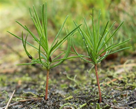 Tree Seedlings | Pine tree seedlings#pine #seedlings #tree | Садовые ...